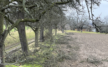 Landschaftspflege_Birnenbaumreihe in Rosentitz (Verbindungsweg zwischen Rosentitz und dem Britschengraben)_DVAAG