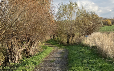 Landschaftspflege_Kopfweiden nach zweijährigem Wiederaustrieb (geschnitten Februar 2024 - Foto vom 10.11.2025)_DVAAG