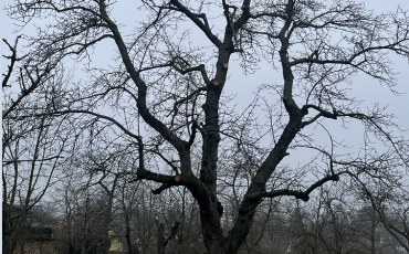 Landschaftspflege_Kirschaltbaum nach dem Schnitt (Entnahme von Totholz und Entlastung der Krone)_DVAAG