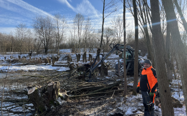 Landschaftspflege_Beräumung und Vorlieferung des Schnittgutes am Einlass des Herrenteichs (Stau des Geberbachs) in Rippien überständige Kopfweiden während des Schneidens_DVAAG