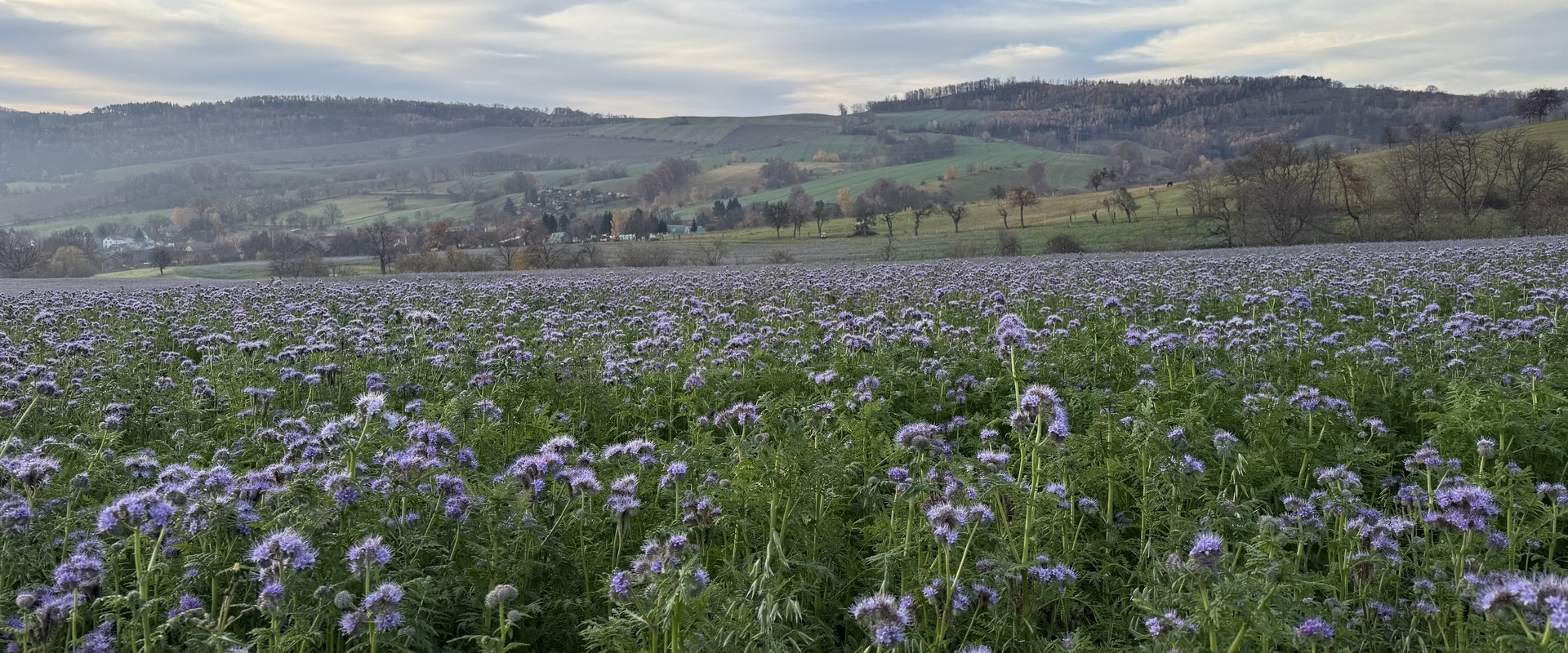 Slider_kleincarsdorf_kipse_zwischenfrucht